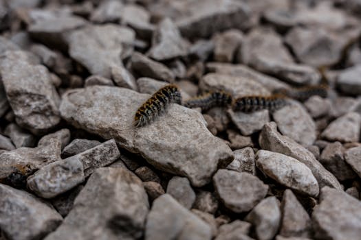 Veel jeukrupsen gesignaleerd in duinen en langs strand Noordwijk