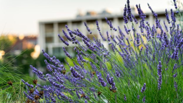 Creatief aan de slag met lavendel bij Veldzicht