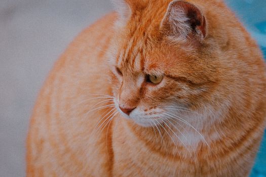Dikkie Dik op bezoek in bibliotheek Noordwijk