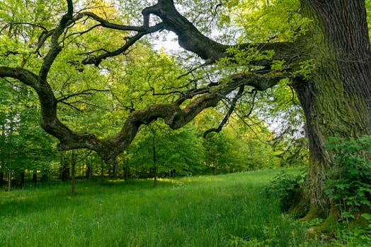 Monumentale bomen officieel vastgesteld in Noordwijk