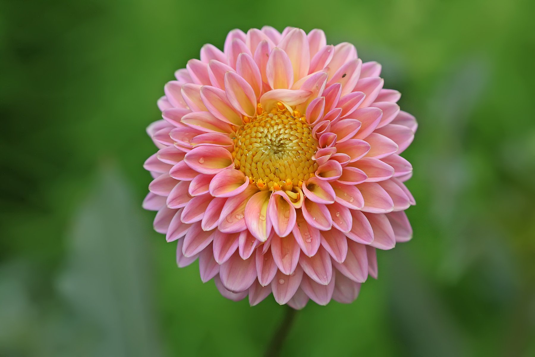 Jonge kwekers Joey en Vera kiezen voor toekomst tussen de dahlia’s
